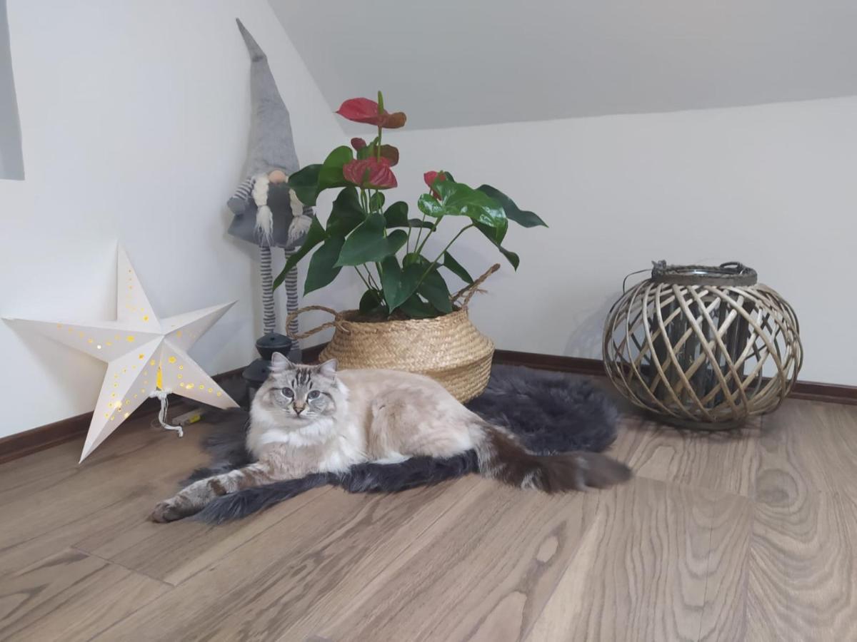 Apartament Muzyczny Jelenia Góra Eksteriør bilde